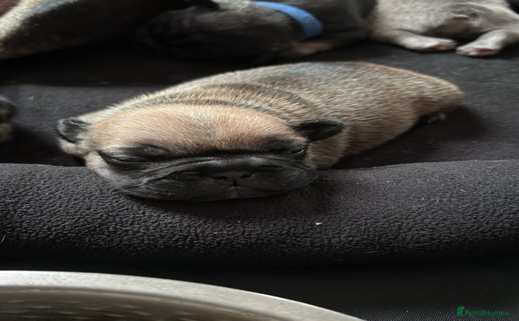 French Bulldog dogs - Advert 4
