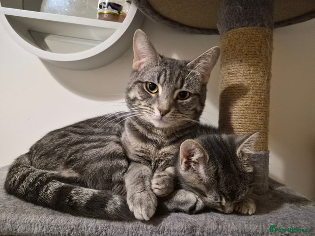 Mixed Breed cats - Advert 1