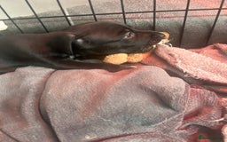 Mixed Breed dogs for sale: Bull whippets - Image 17