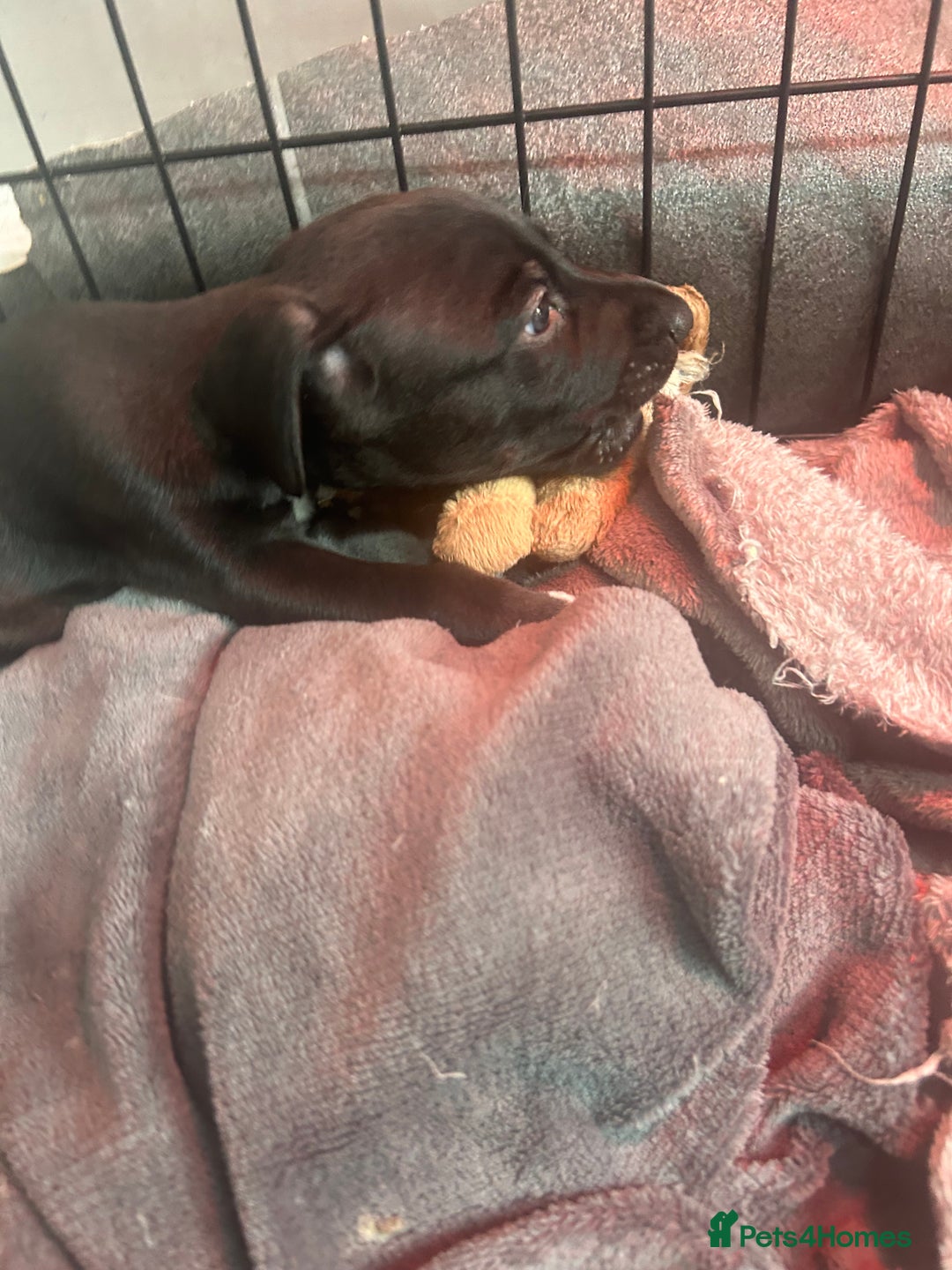 Mixed Breed dogs for sale: Bull whippets - Image 17