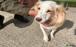 Cocker Spaniel dogs for sale: Cocker Spaniel Pups - Image 17