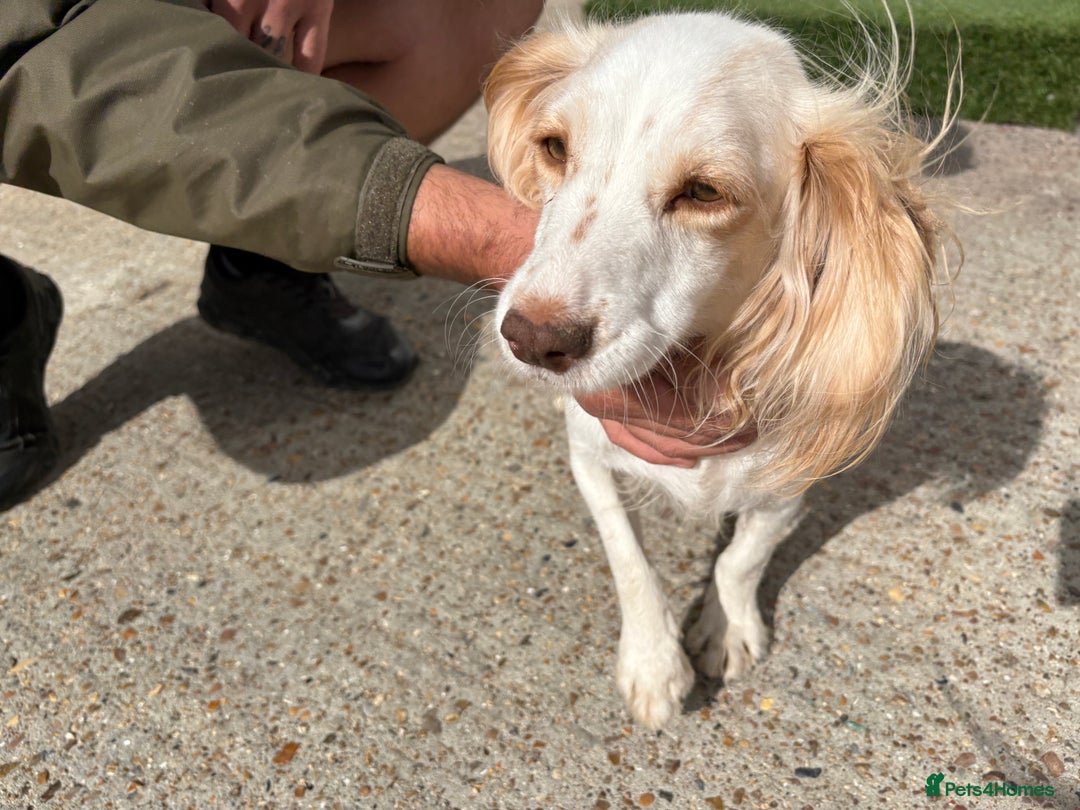 Cocker Spaniel dogs for sale: Cocker Spaniel Pups - Image 17