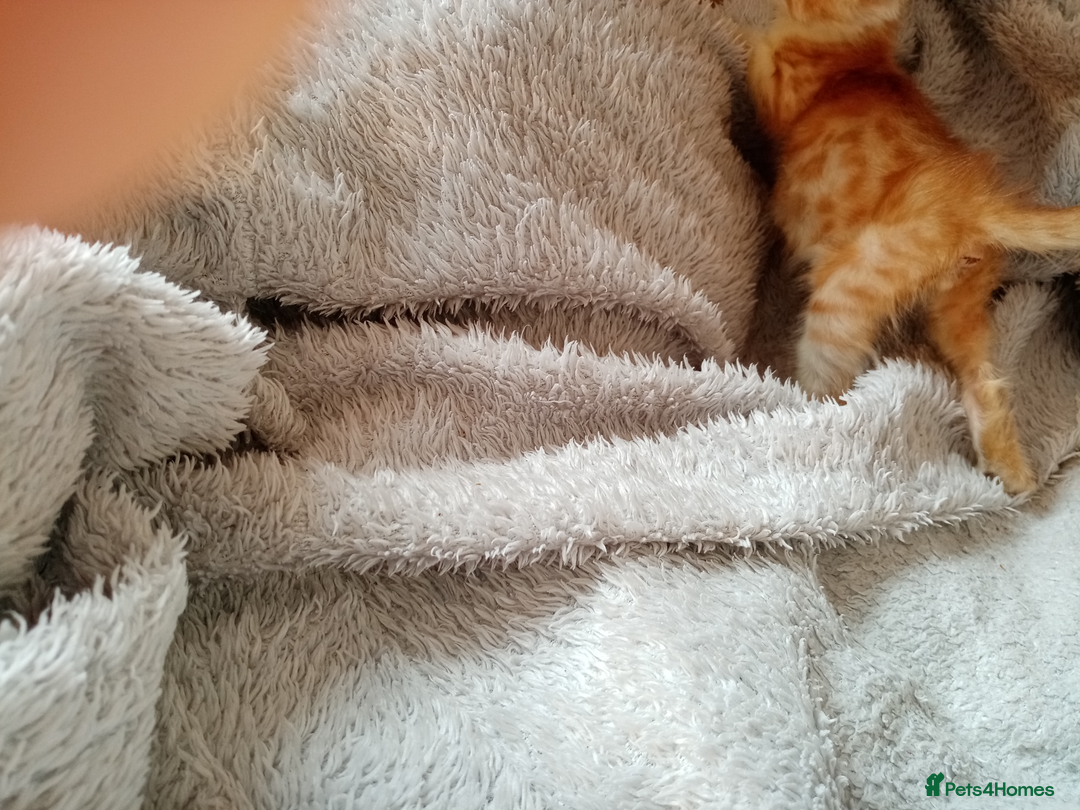Mixed Breed cats for sale: Lovely Ginger and Rosetted Kittens - Image 30