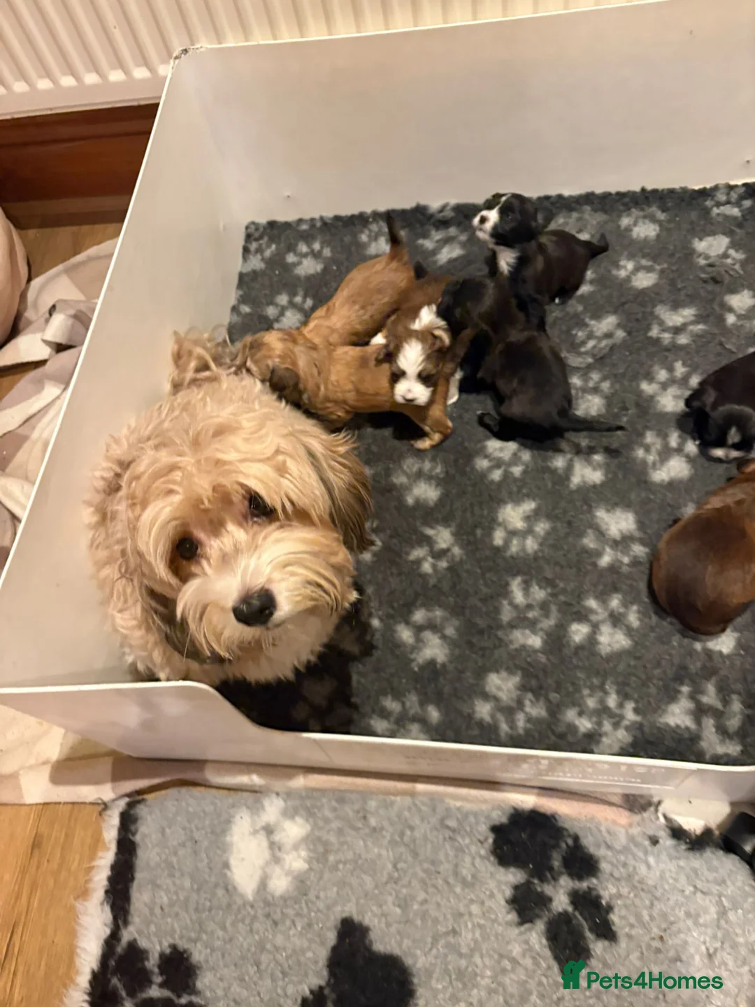 Havanese dogs for sale: Beautiful Havanese puppies - Advert 2