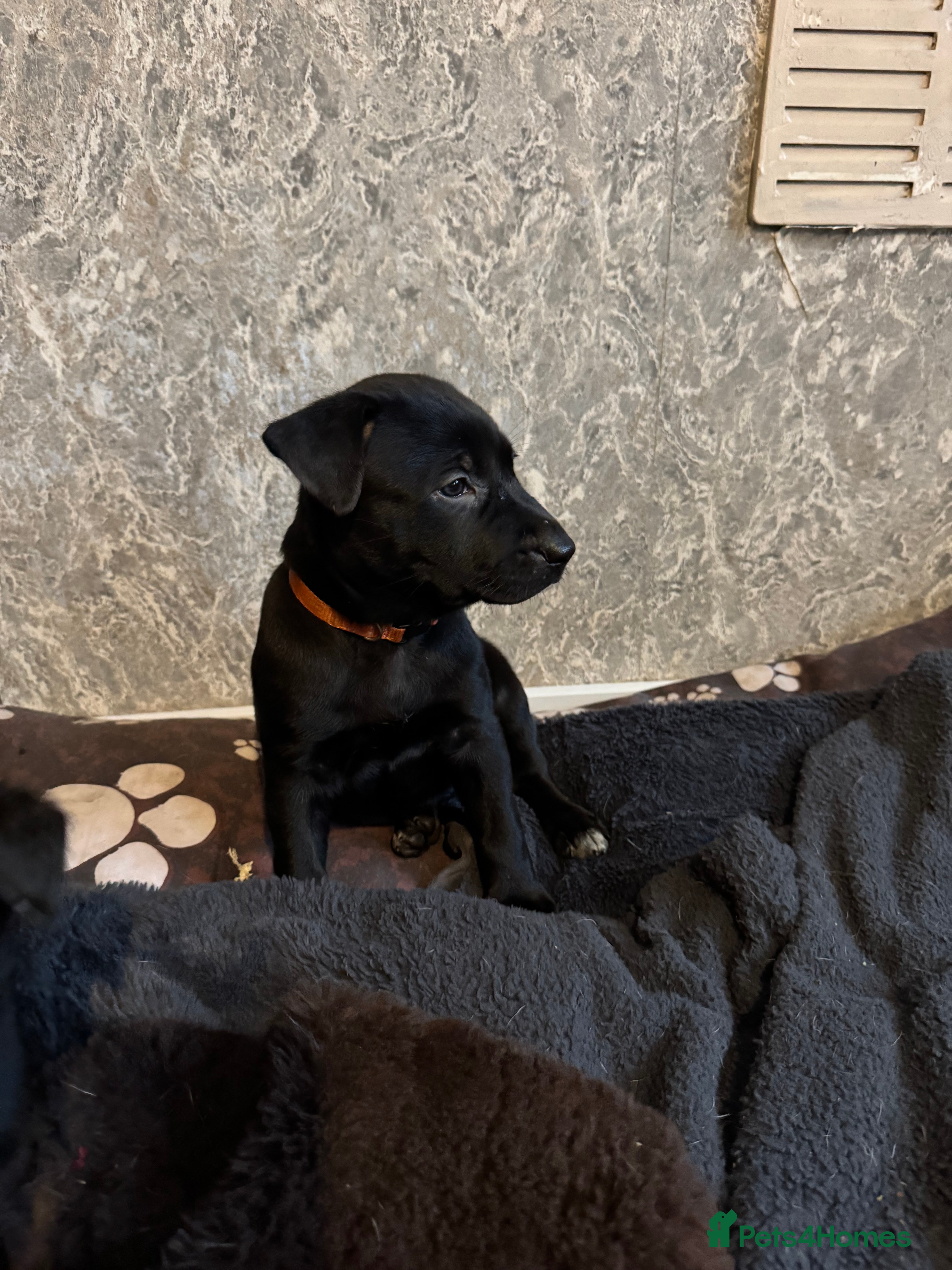 Mixed Breed dogs Mali x GSD ready now   3 females  - Advert 11