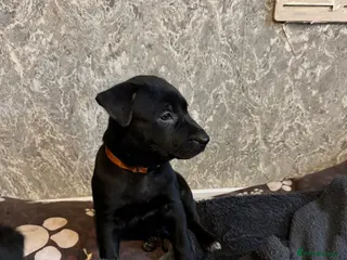 Mixed Breed dogs Mali x GSD ready now 3 females - Advert 10