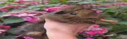Guinea Pig rodents for sale: Baby guinea pigs, 1 girl, 1 boy - Advert 11
