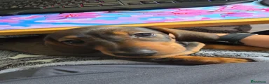 Miniature Dachshund 1