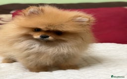 Pomeranian dogs for sale: Fabulous Pomeranian Girl Puppies  - Image 27