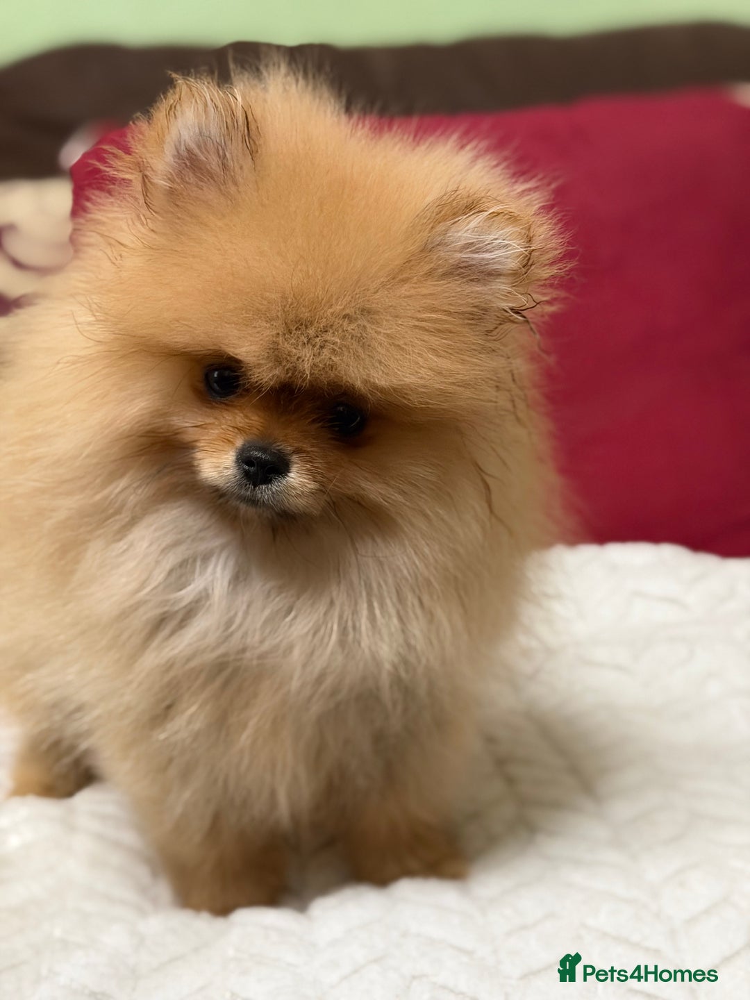 Pomeranian dogs for sale: Fabulous Pomeranian Girl Puppies  - Image 27