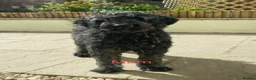 Goldendoodle dogs for sale: Quality Standard Multigenerational Puppies 🐾🐾🐾 - Advert 3