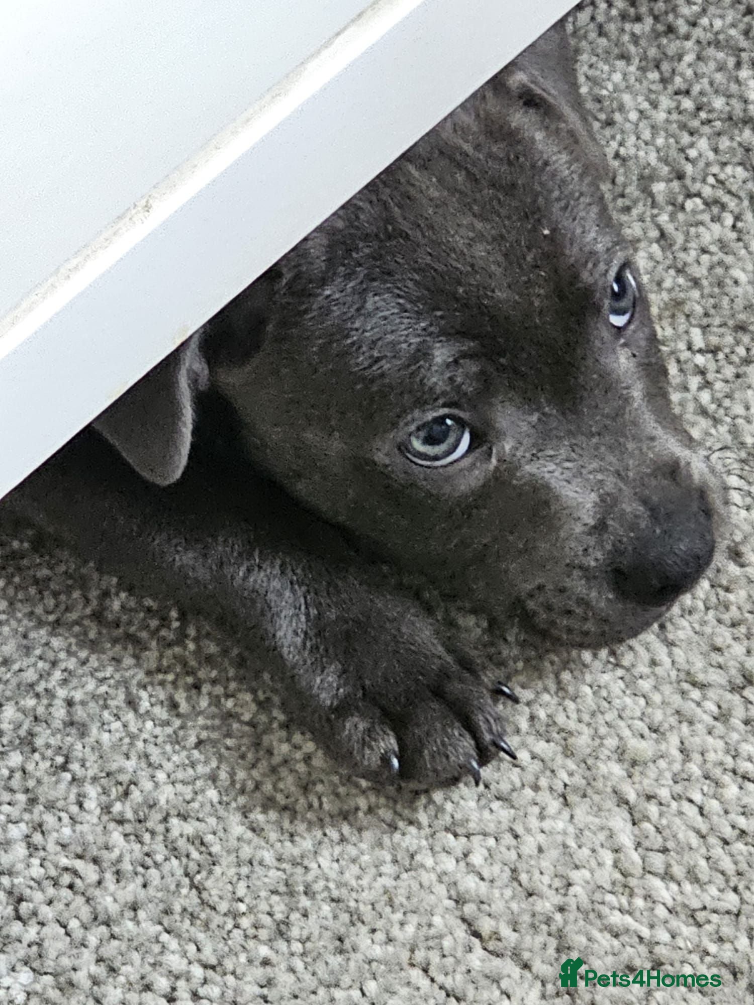 Staffordshire Bull Terrier dogs Blue staff puppies kc reg - Advert 2