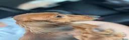 Miniature Dachshund dogs for sale: Stunning long hair miniature dachshunds  - Advert 7