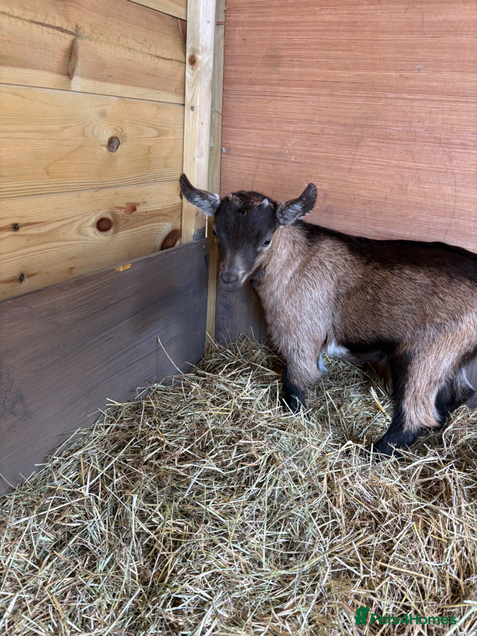Goats livestock Purebred Pygmy goat kids  - Advert 8