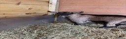 Goats livestock for sale: Purebred Pygmy goat kids  - Advert 1