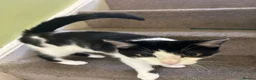Mixed Breed cats for sale: Mid kitten  in London - Advert 5