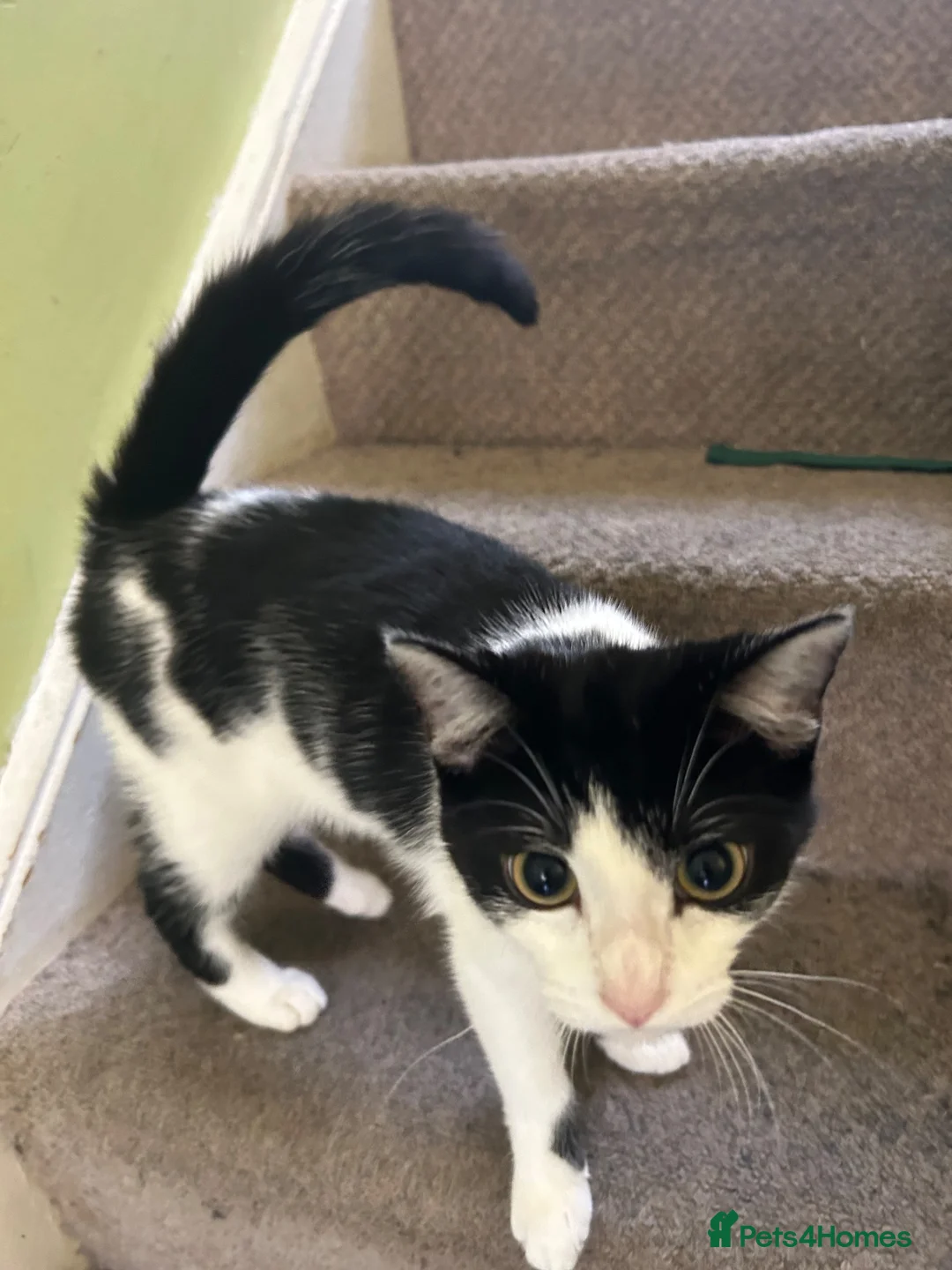 Mixed Breed cats for sale: Mid kitten  in London - Advert 5