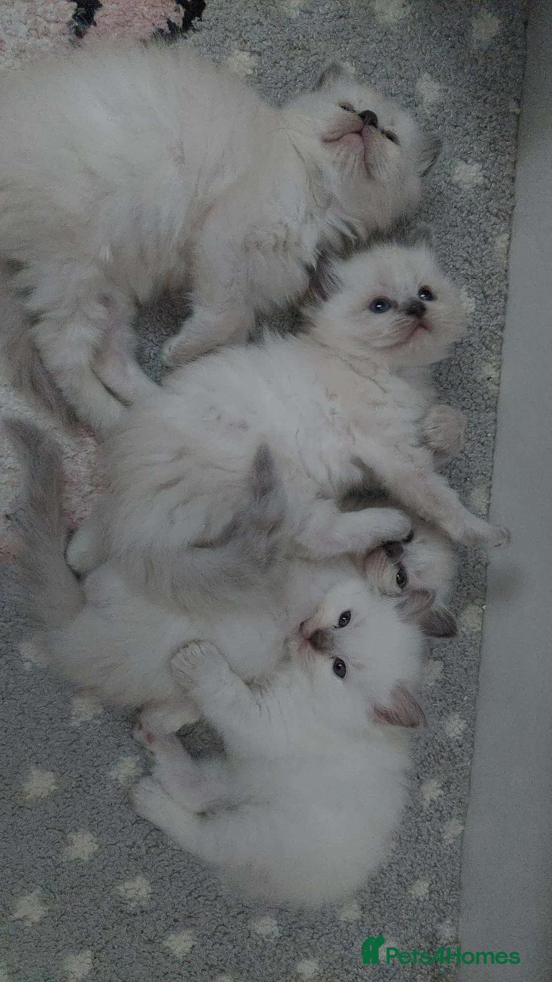 Ragdoll cats for sale: Pure Ragdol Blue Point - Advert 2