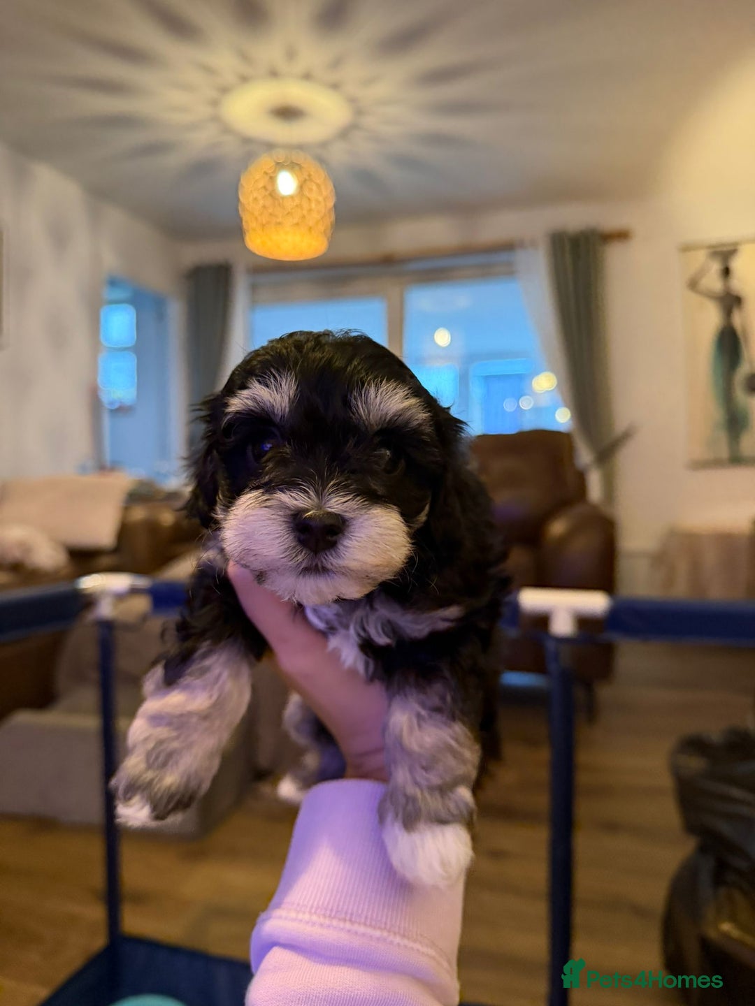 Maltipoo dogs for sale: Multipoo - Advert 12