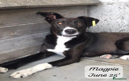 Mixed Breed dogs for adoption: Magpie- beautiful 1 year old- Reserved stc. in Brixham - Image 12