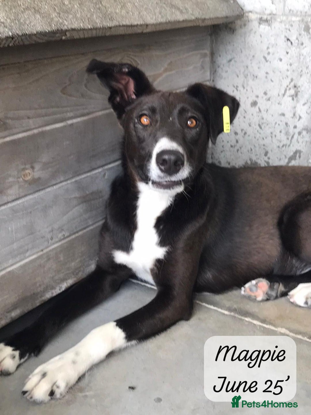 Mixed Breed dogs for adoption: Magpie- beautiful 1 year old- Reserved stc. in Brixham - Image 12