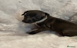 Italian Greyhound dogs for sale: Italian Greyhound Puppies - Image 6