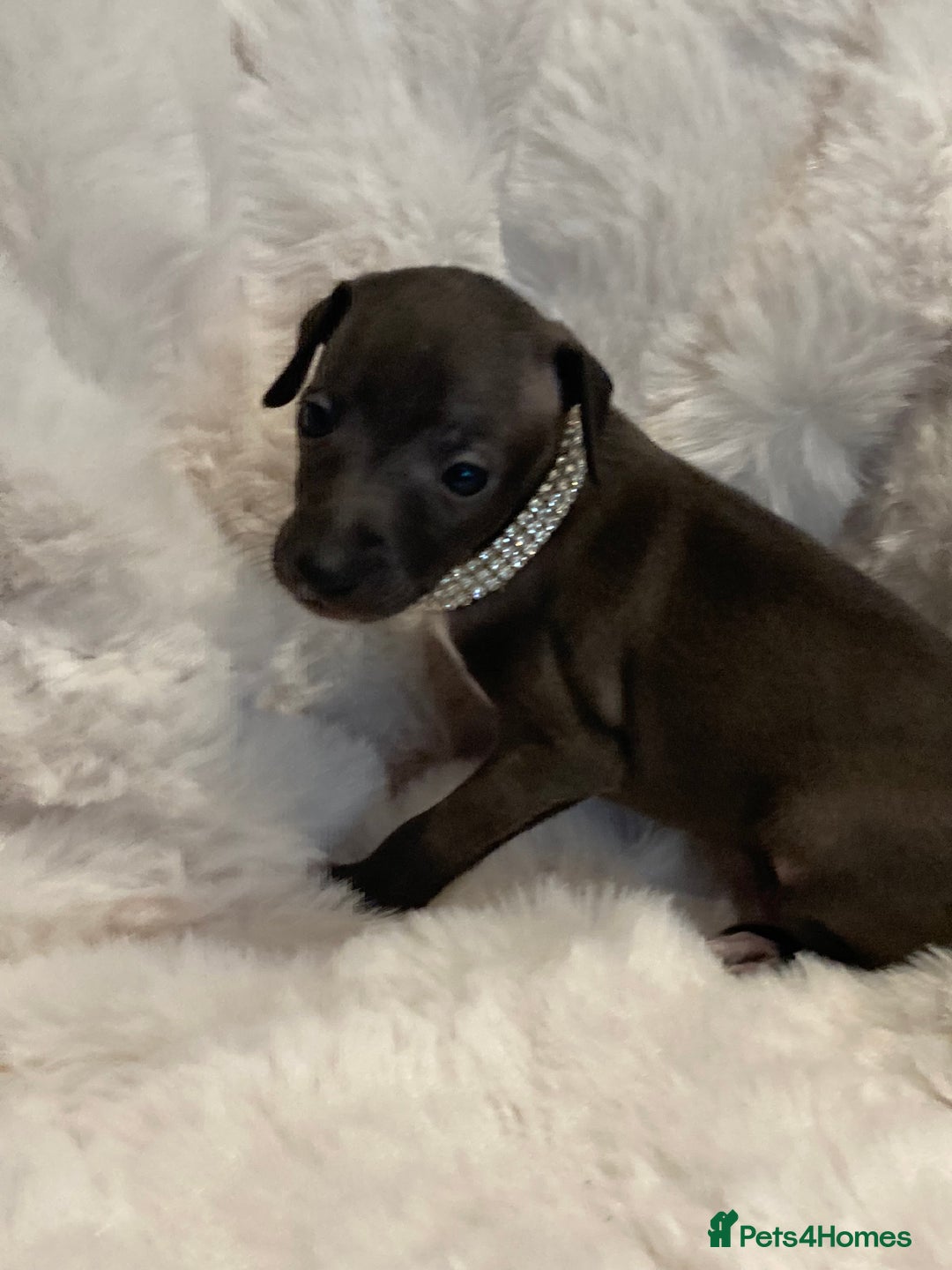 Italian Greyhound dogs for sale: Italian Greyhound Puppies - Image 6