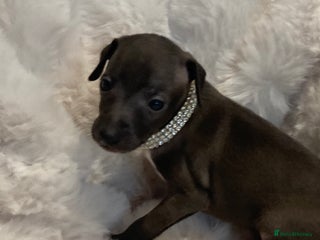 Italian Greyhound dogs - Advert 1