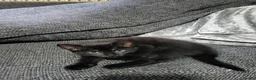 Mixed Breed cats for sale: Adorable kittens available  - Advert 13