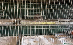 Quail poultry for sale: Point of lay hens and cocks - Image 4
