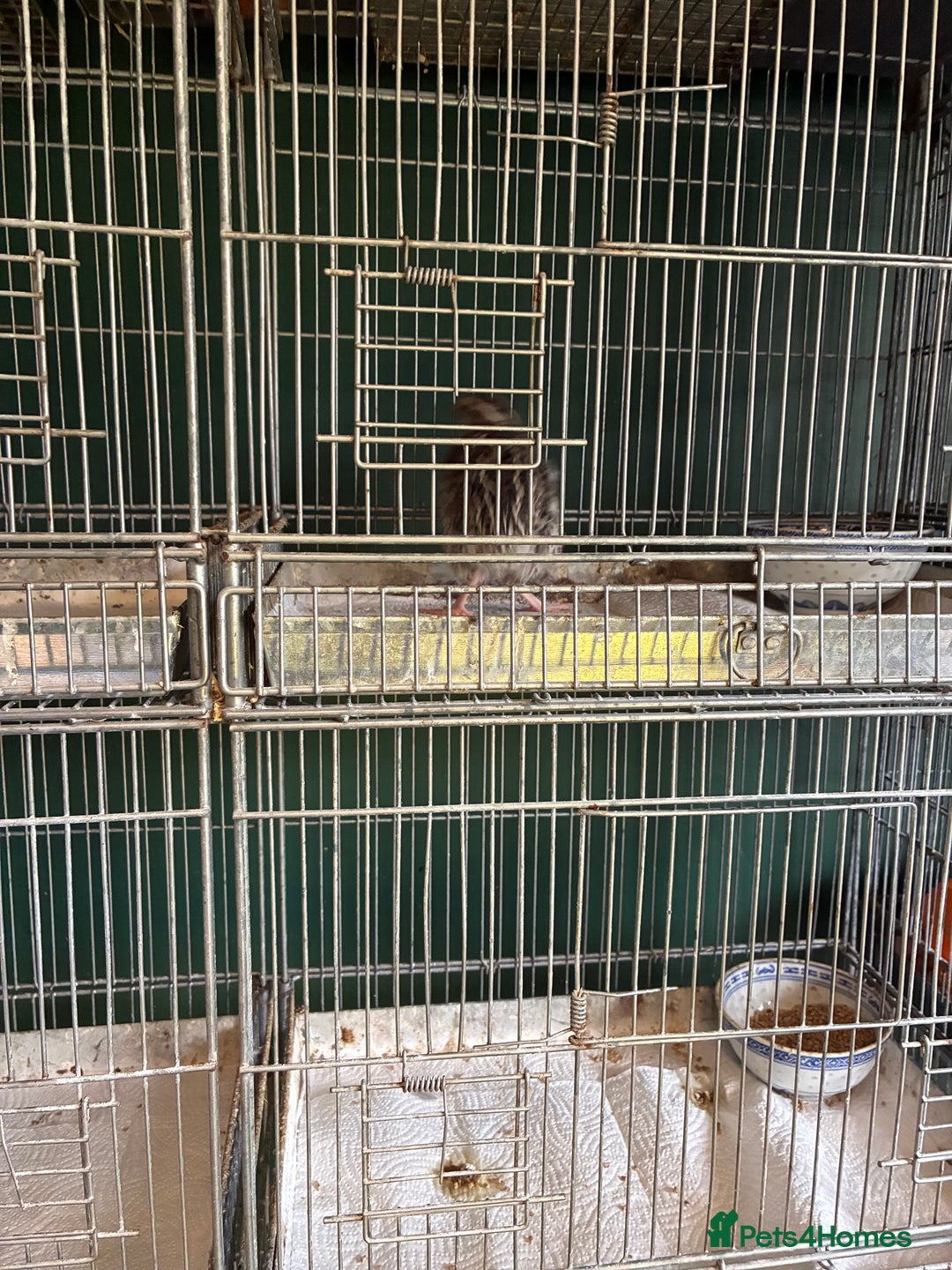Quail poultry for sale: Point of lay hens and cocks - Image 4