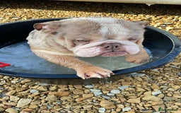 English Bulldog dogs for sale: Male Lilac Merle English bulldog  - Image 6