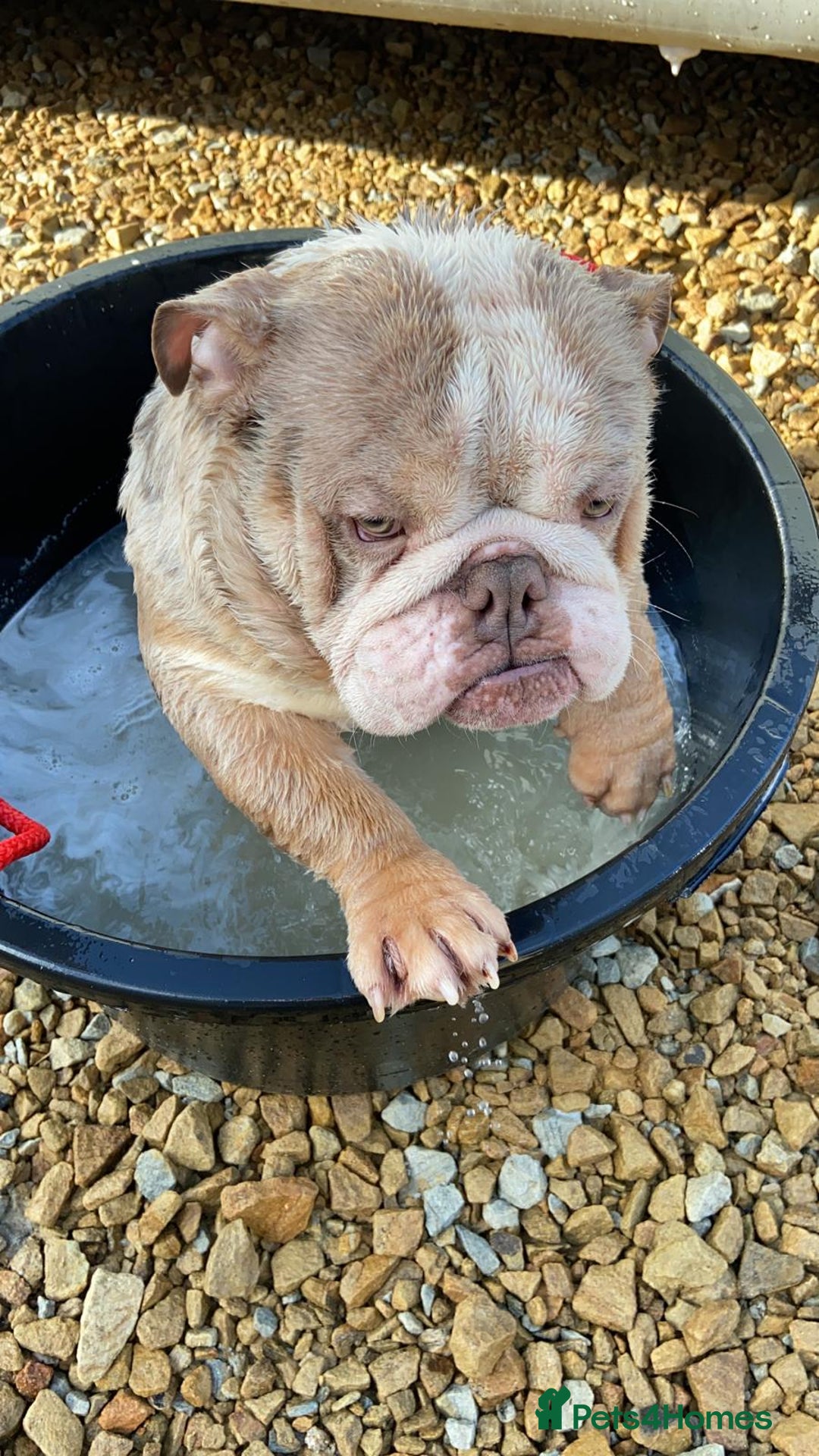 English Bulldog dogs for sale: Male Lilac Merle English bulldog  - Image 6