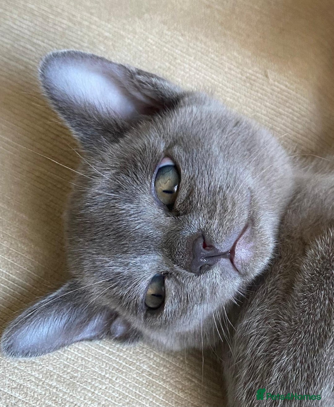 Burmese cats for sale: BLUE BURMESE KITTEN - Last one - Image 1