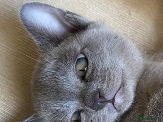 Burmese cats - Advert 1