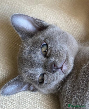 Burmese cats - Advert 1