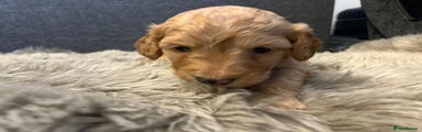 Cockapoo Puppy 3
