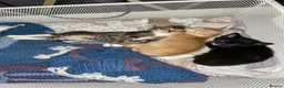 Mixed Breed cats for sale: 2 GORGEOUS GIRLS URGENTLY NEEDING HOMES - Advert 15