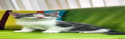 Mixed Breed cats for sale: Kittens for sale ,mixed breed, wonderful behaviour - Advert 2
