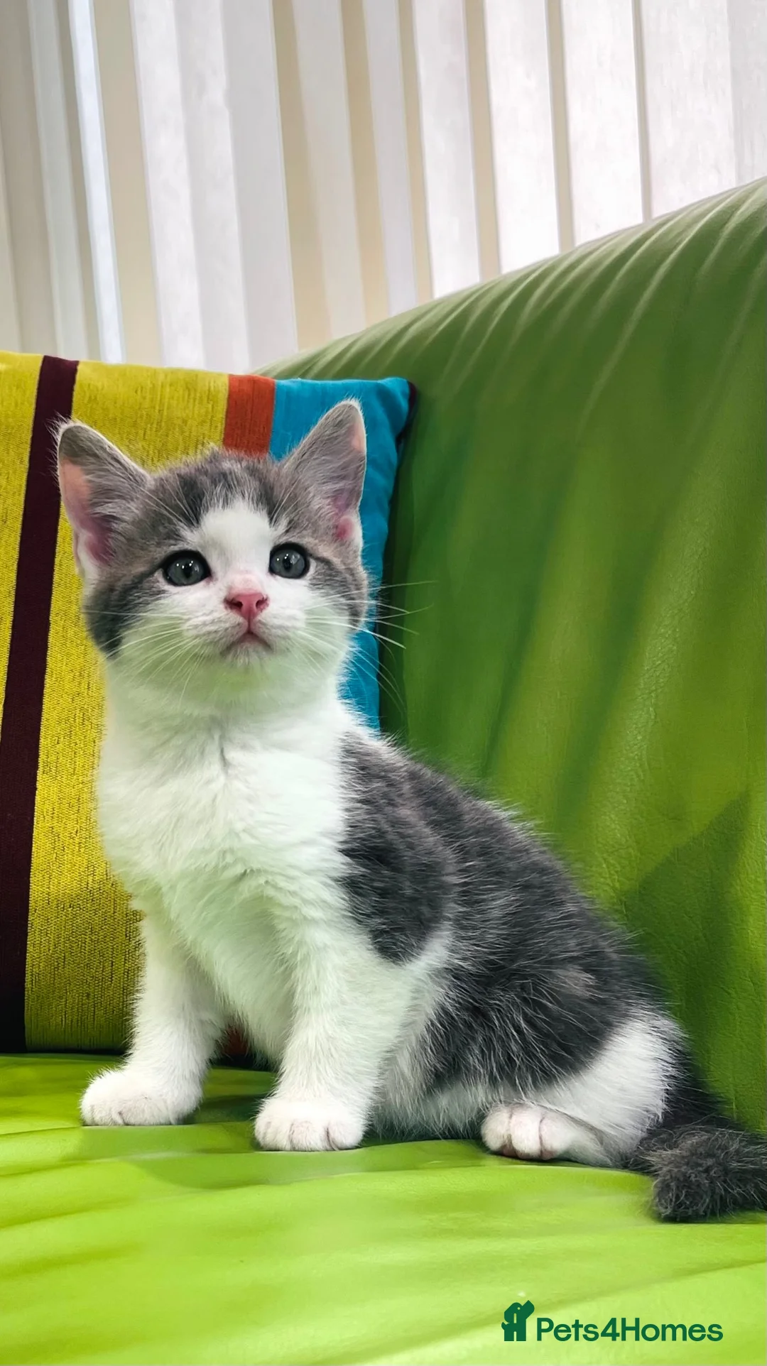 Mixed Breed cats for sale: Kittens for sale ,mixed breed, wonderful behaviour - Advert 2
