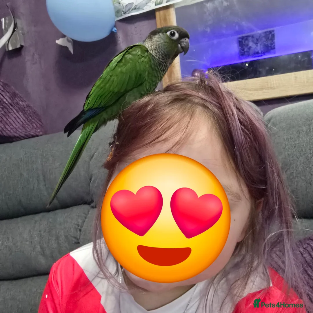 Parrots birds for sale: Hand Reared, Talking Green Cheeked Conure - Advert 1