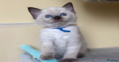 Ragdoll cats - Advert 3