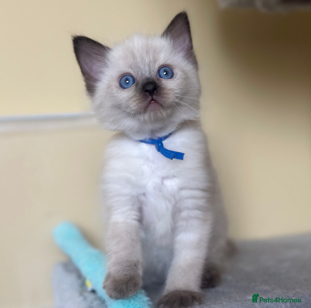 Ragdoll cats for sale: ✨Seal Point Male - Ready from 15th Nov 💙 - Image 15