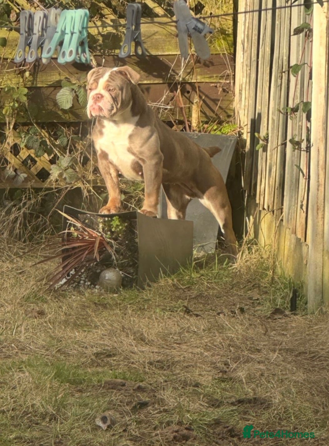 English Bulldog dogs English bulldog  - Advert 3