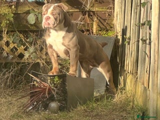 English Bulldog dogs for sale - Advert 1