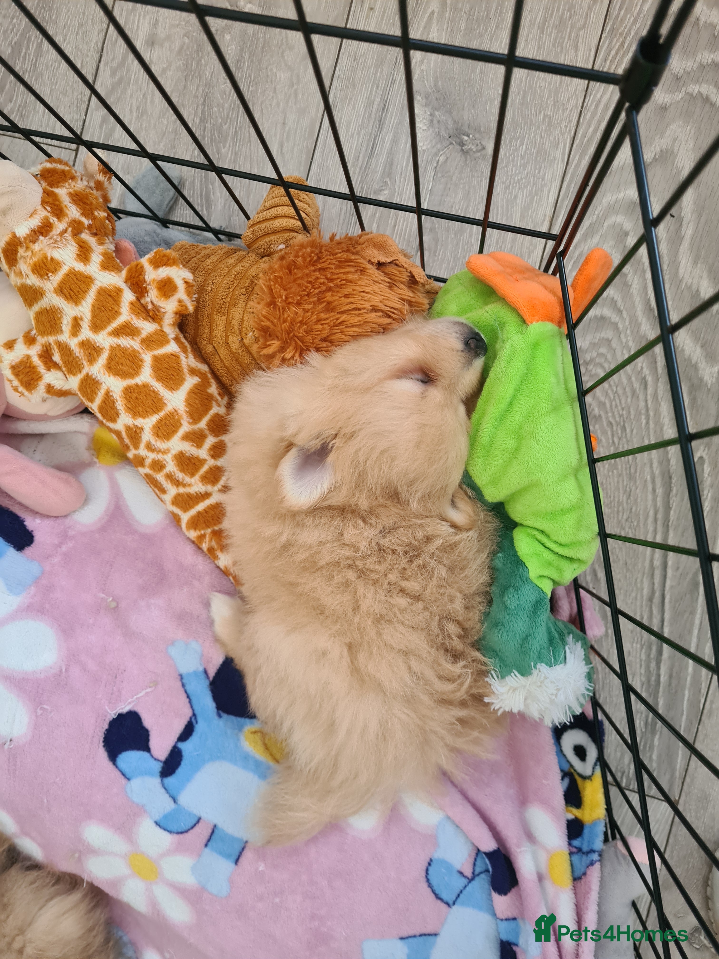 Pomeranian dogs for sale: 3 female pomeranian puppies  - Advert 10