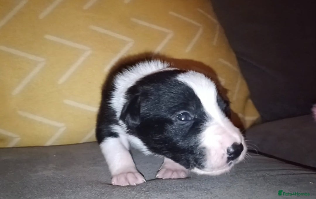 Border Collie dogs for sale: Border collie puppies B/W  - Advert 31