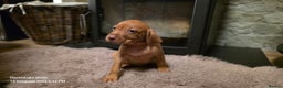 Hungarian Vizsla dogs for sale: Hungarian Vizsla Puppies for sale  - Advert 5