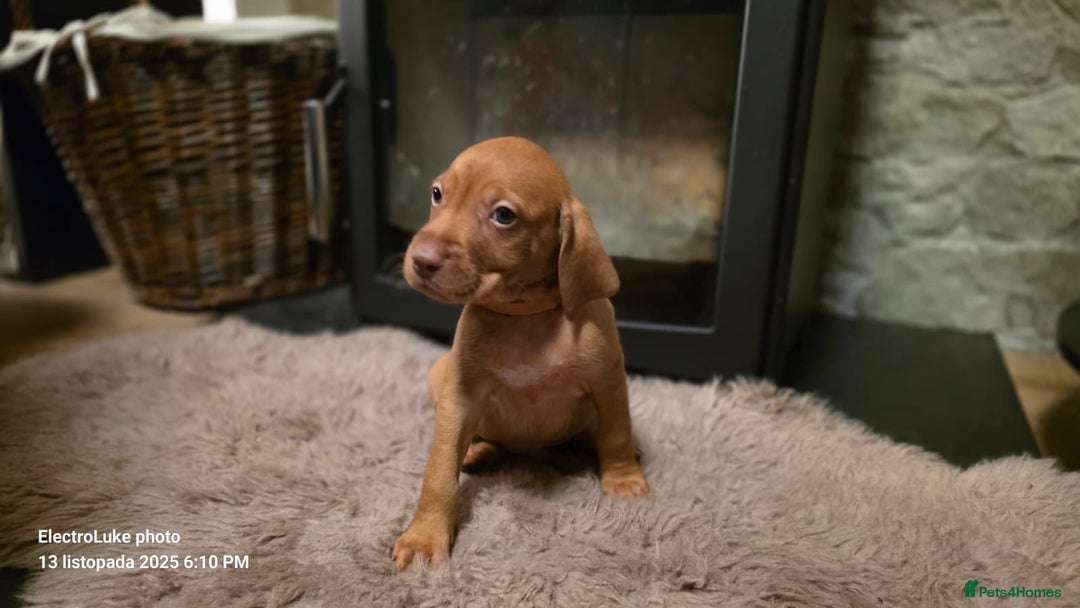Hungarian Vizsla dogs for sale: Hungarian Vizsla Puppies for sale  - Advert 5