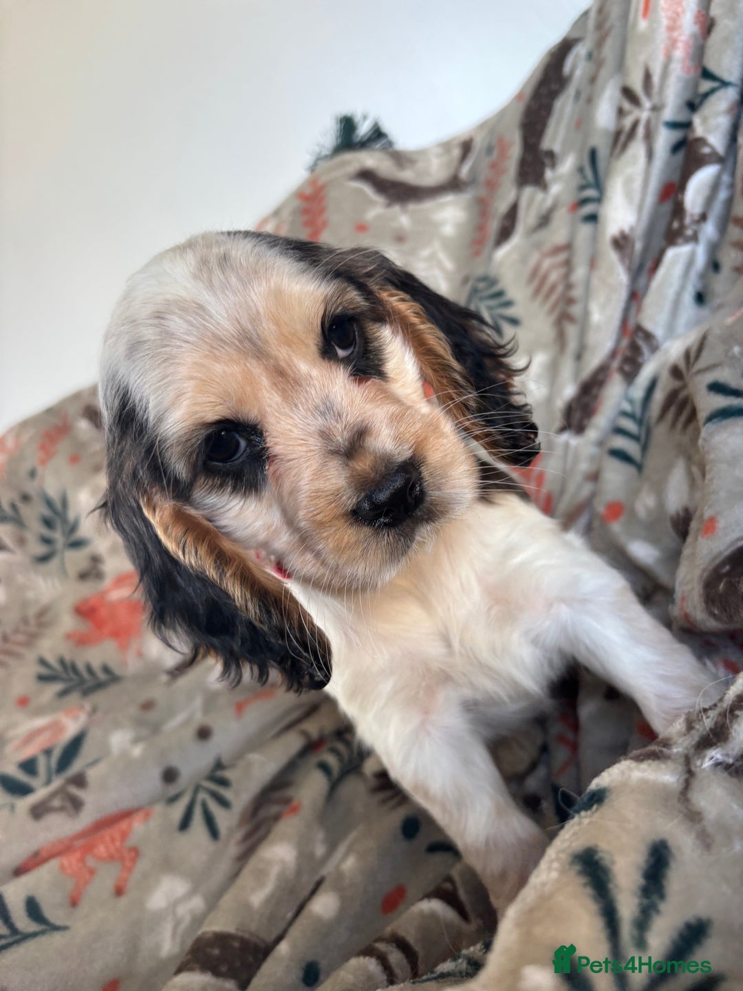 Cocker Spaniel dogs for sale: Show Cocker Spaniel Puppies  - Image 30